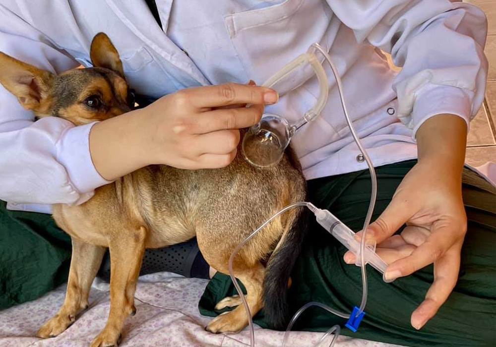 Ozonioterapia no Mundo animal: entenda os benefícios do ozônio para os pets